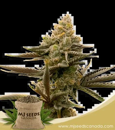 Gorilla Glue #4 Strain Autoflowering Marijuana Seeds
