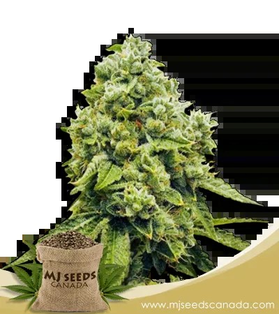 Gorilla Glue Strain Regular Marijuana Seeds