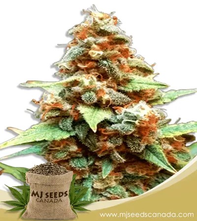 Gorilla Lemon Fire Feminized Marijuana Seeds