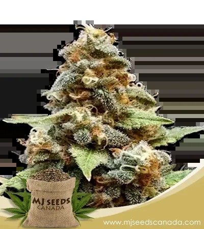 Gorilla Lemon Fire Strain Marijuana Seeds Regular