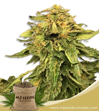 Grandaddy Black Strain Feminized Marijuana Seeds