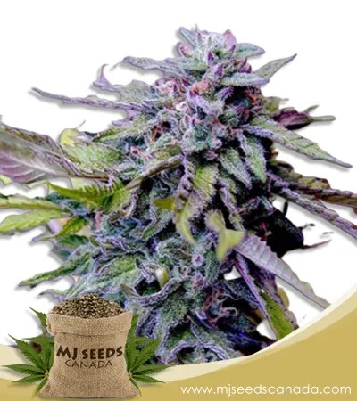 Granddaddy Purple Strain Feminized Marijuana Seeds
