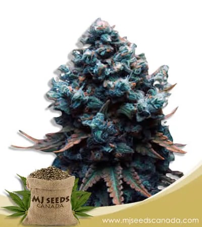 Grape Drink Strain Feminized Marijuana Seeds