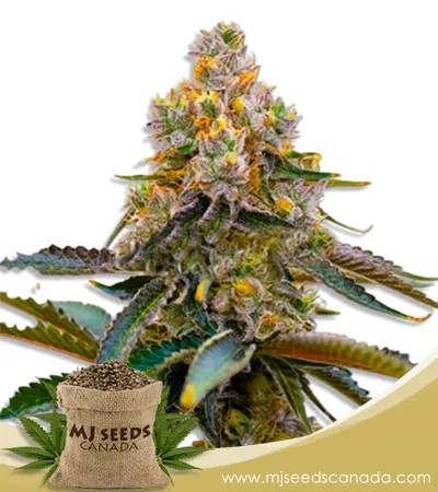 Grape Killer 99 Strain Feminized Marijuana Seeds
