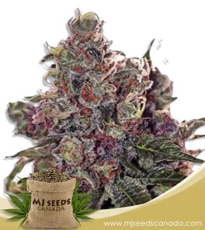 Grapefruit Strain Feminized Marijuana Seeds