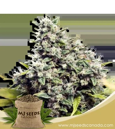 Grapefruit Strain Regular Marijuana Seeds