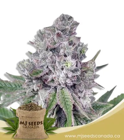 Grapeness Strain Feminized Marijuana Seeds