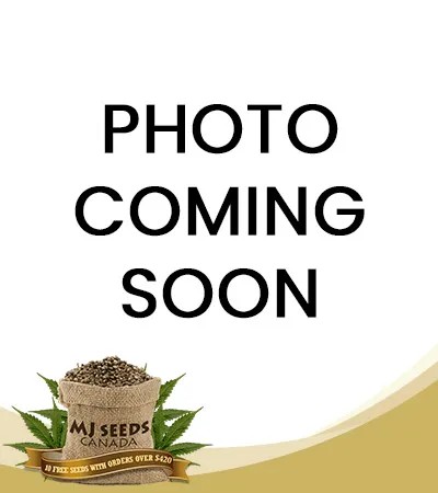Grapes N Cream Strain Fast Version Feminized Marijuana Seeds
