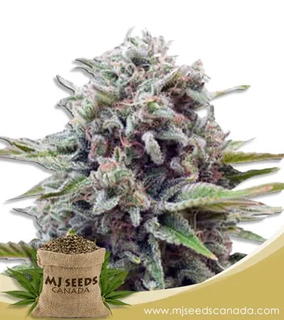 Gravity Strain Autoflowering Marijuana Seeds