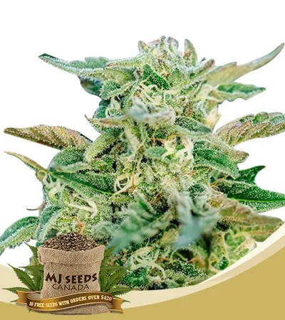 Grease Gun Strain Autoflowering Feminized Marijuana Seeds