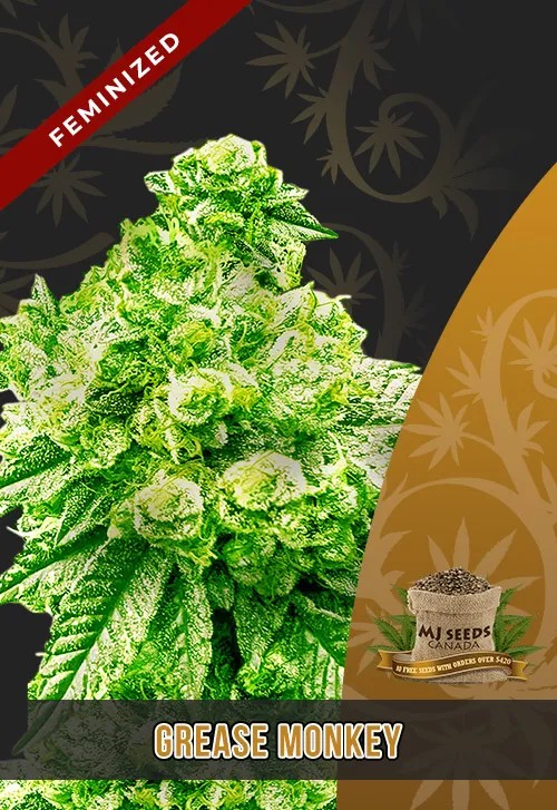 Grease Monkey Strain Feminized Marijuana Seeds