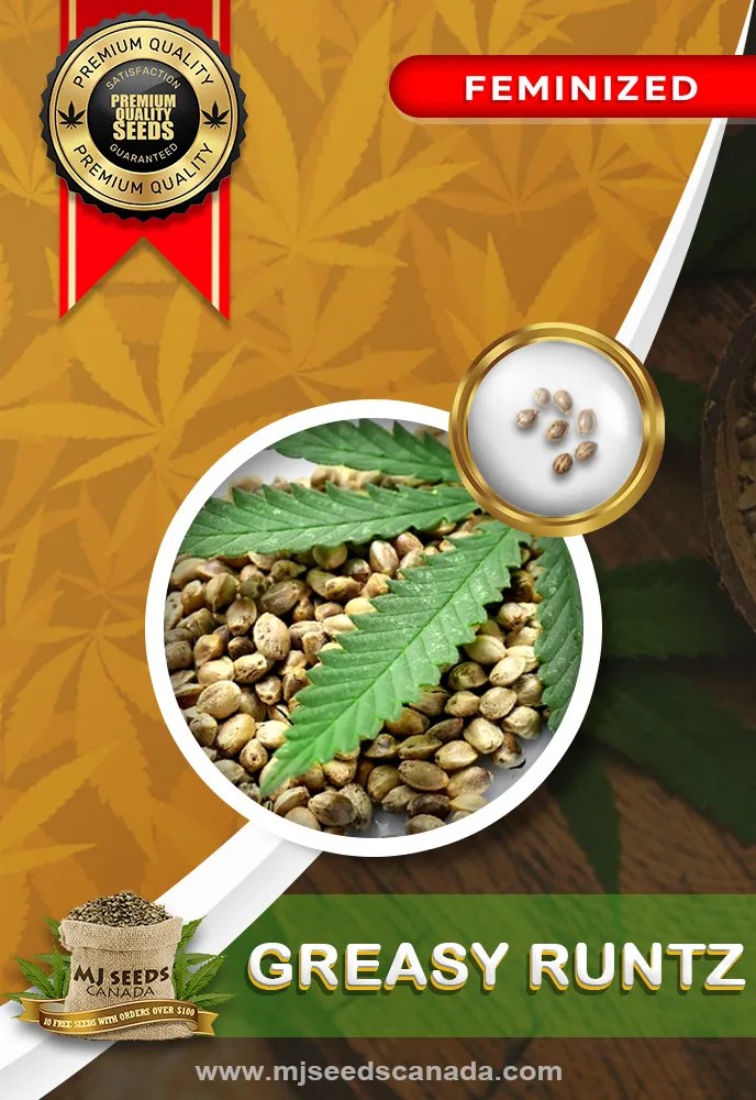 Greasy Runtz Strain Feminized Marijuana Seeds