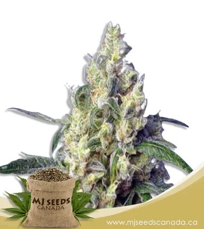 Green Dream Strain Feminized Marijuana Seeds