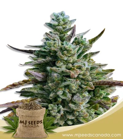 Guava Kush Autoflowering Marijuana Seeds