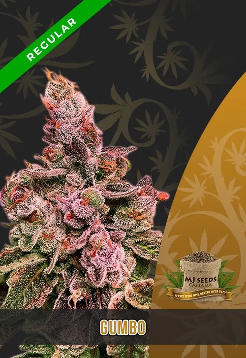 Gumbo Strain Regular Marijuana Seeds