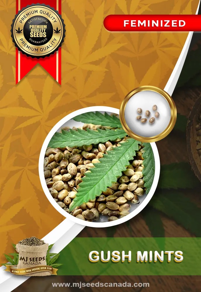 Gush Mints Strain Feminized Marijuana Seeds