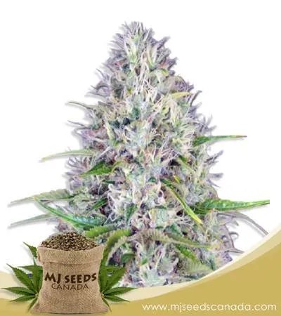 Haze Autoflowering Marijuana Seeds