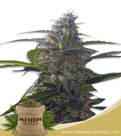 Headband Strain Autoflowering Marijuana Seeds