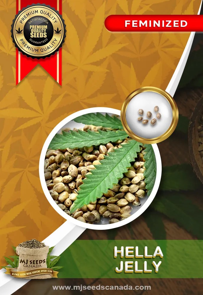 Hella Jelly Strain Feminized Marijuana Seeds