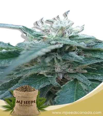 Hemlock Strain Autoflowering Marijuana Seeds