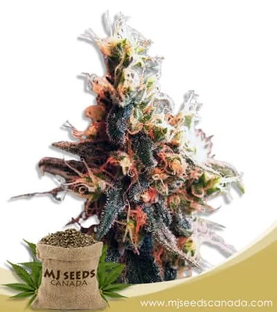Hilly Billy Jean Strain Feminized Marijuana Seeds