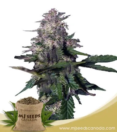 Himalaya Gold Strain Feminized Marijuana Seeds