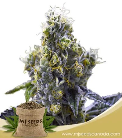 Ice Cream Breath Strain Feminized Marijuana Seeds