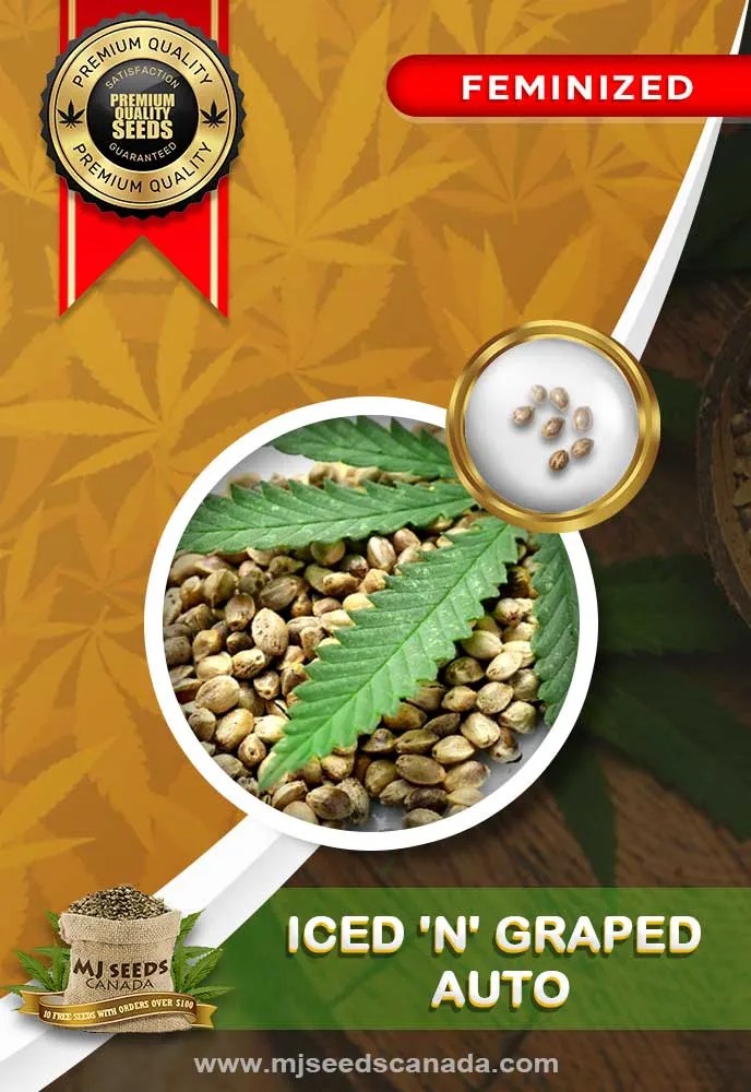 Iced n Graped Auto Feminized Marijuana Seeds