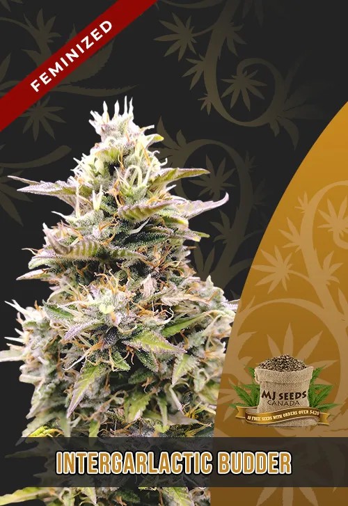 InterGarlactic Budder Strain Feminized Marijuana Seeds