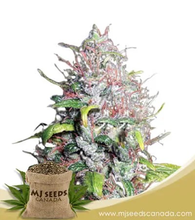 Island Sweet Skunk Strain Autoflowering Marijuana Seeds