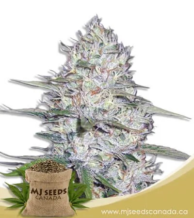 Kali Girl Strain Autoflowering Marijuana Seeds