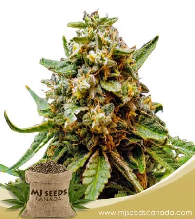 Killer Lemonade Strain Fast Version Marijuana Seeds