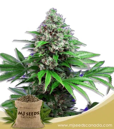 Killer Strain Feminized Marijuana Seeds