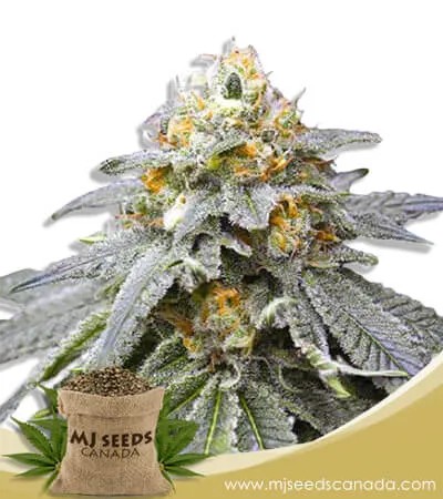 King’s Bread Strain Autoflowering Marijuana Seeds