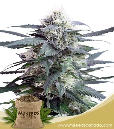 King’s Kush Feminized Marijuana Seeds