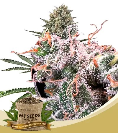 Kombucha Cream Strain Feminized Marijuana Seeds