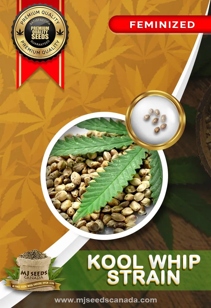 Kool Whip Strain Feminized Marijuana Seeds