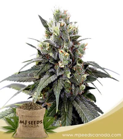 Kosher Cookies Feminized Marijuana Seeds