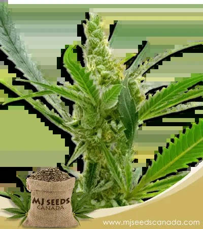 Kush CBD-Dominant Marijuana Seeds