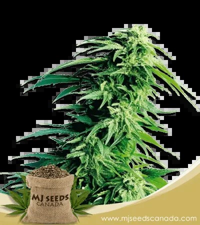 Kush XL Autoflowering Marijuana Seeds