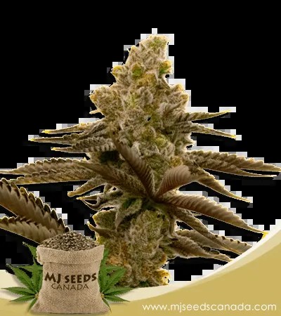 LSD Strain Autoflowering Marijuana Seeds