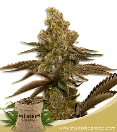 LSD Strain Feminized Marijuana Seeds