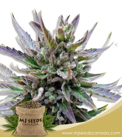 Lamb’s Breath Strain Feminized Marijuana Seeds