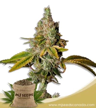 Legend OG Strain Feminized Marijuana Seeds