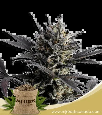 Lemon Haze Autoflowering Marijuana Seeds