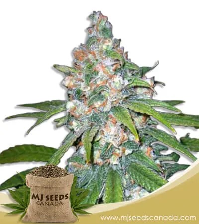 Lemon Haze Diesel Feminized Marijuana Seeds