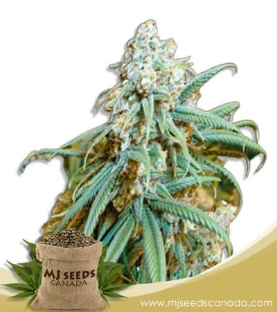 Lemon Kush Feminized Marijuana Seeds