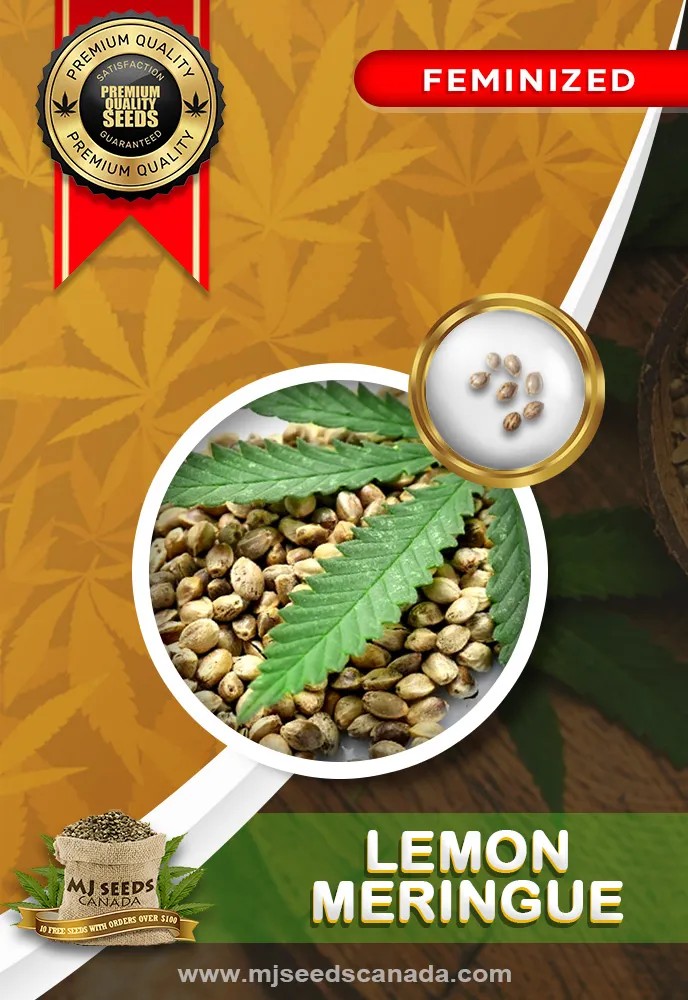 Lemon Meringue Strain Feminized Marijuana Seeds