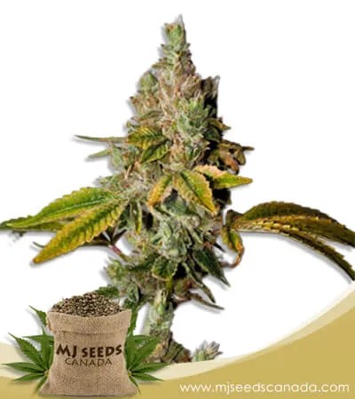 Lemon OG Strain Feminized Marijuana Seeds