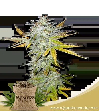 Lemon Pie Strain Marijuana Seeds Regular